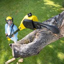 Best Organic Lawn Care Solutions  in On Top Of The World Designated Place, FL