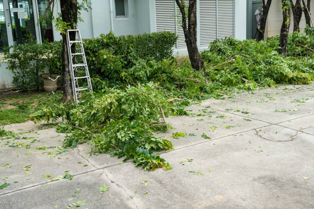 Best Firewood Processing and Delivery  in On Top Of The World Designated Place, FL