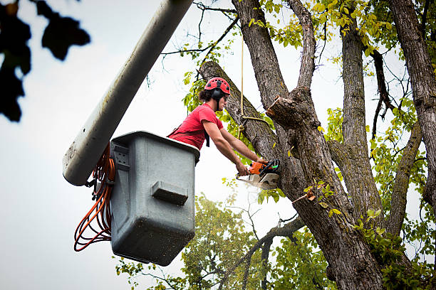 Best Tree Removal  in On Top Of The World Designated Place, FL