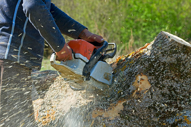 Best Lawn Pest Prevention  in On Top Of The World Designated Place, FL